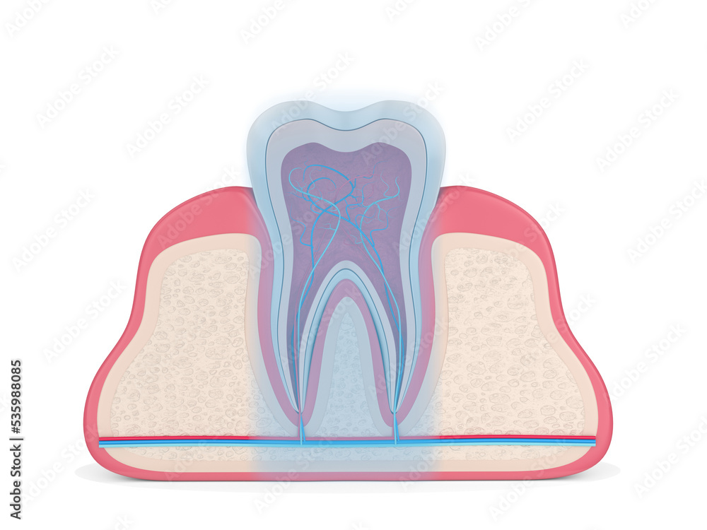 3d render of tooth in gums with intraligamentary anesthesia area marking 3d render of tooth in gums with intraligamentary anesthesia area marking