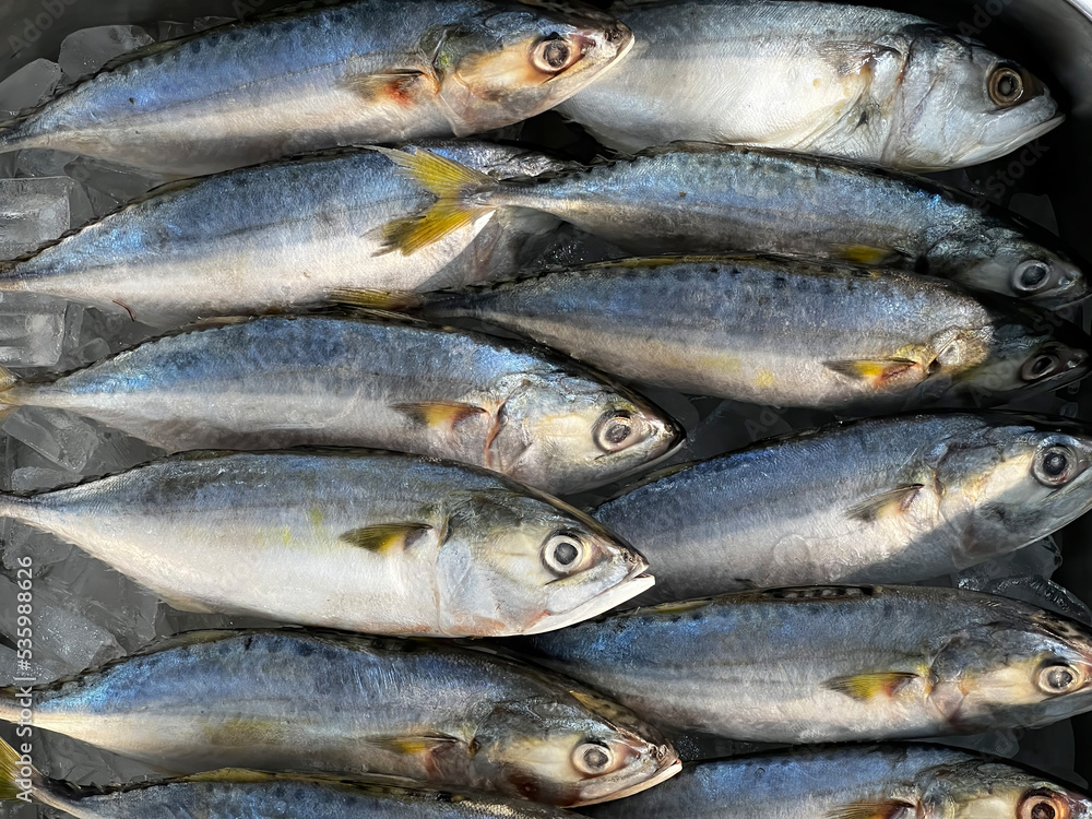 Fresh Tropical Seafood in the Market. Raw Freshly Caught Fishes on Ice for Sale at Fish Market. Fresh Tropical Seafood in the Market. Raw Freshly Caught Fishes on Ice for Sale at Fish Market.