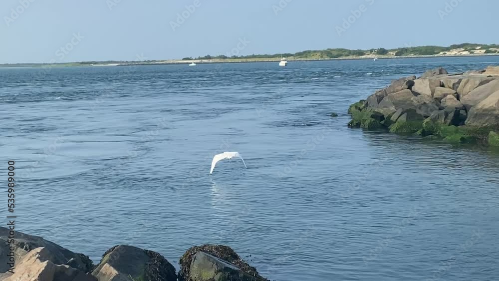 Staning White crane bird staning in rock jetty and flys off toward the sea ...
