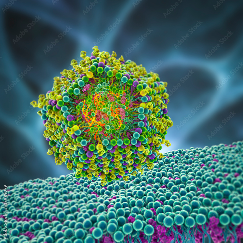 Lipid Nanoparticle MRNA Vaccine Stock Illustration | Adobe Stock