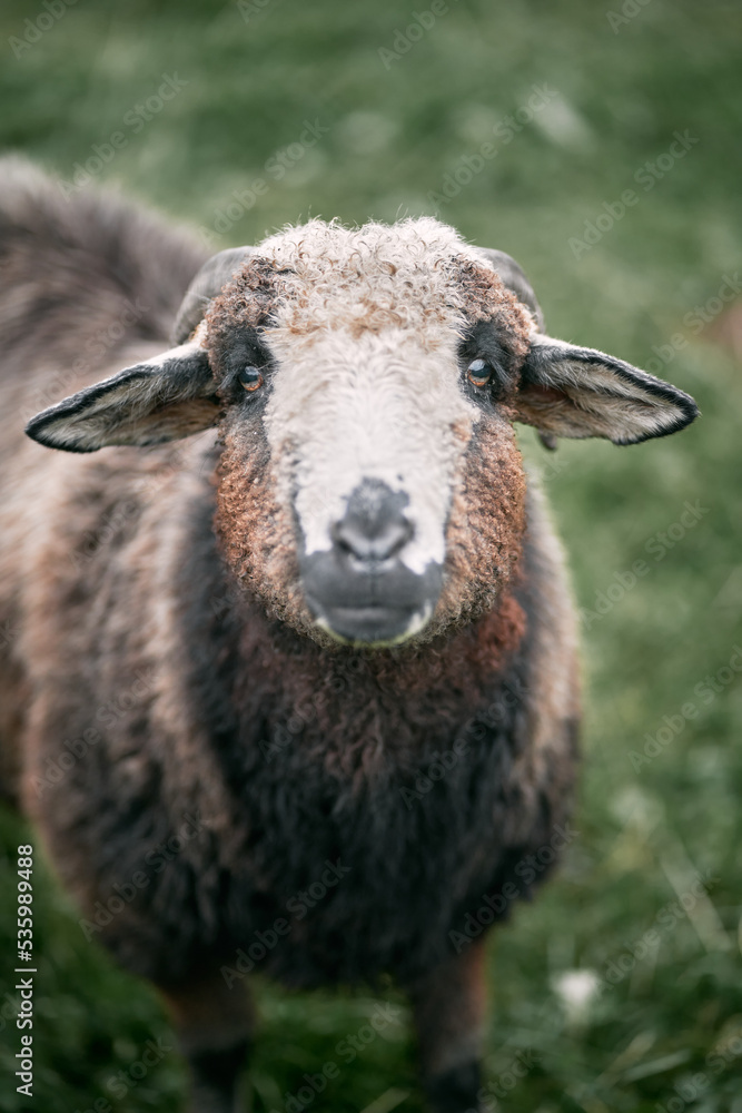 Close-up portrait of a cute sheep staring.