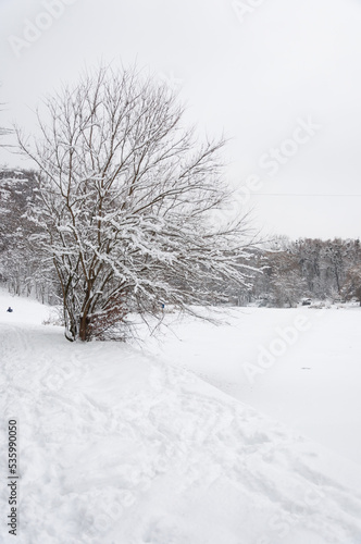 A portrait shot of snowy bush near Didorivka pond at Holosiivskyi National Nature Park, Kyiv, Ukraine © Maksym