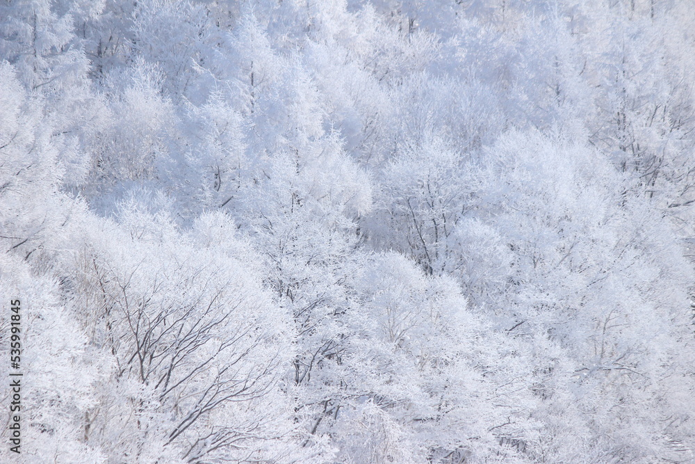 Fototapeta premium 北海道の霧氷 