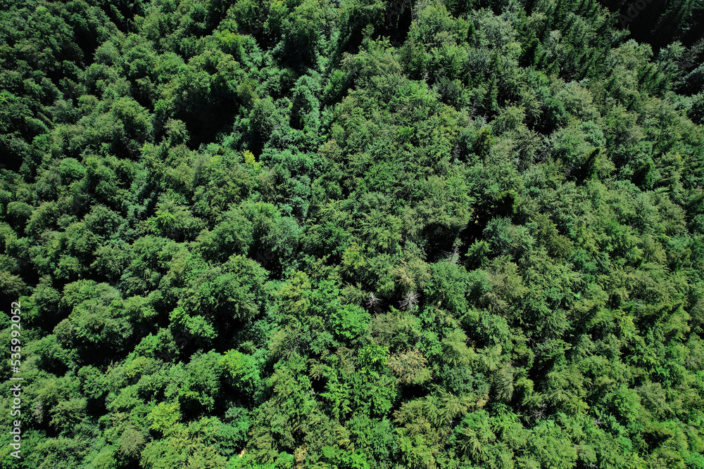 Top aerial view of a densely packed forest canopy under sunny light