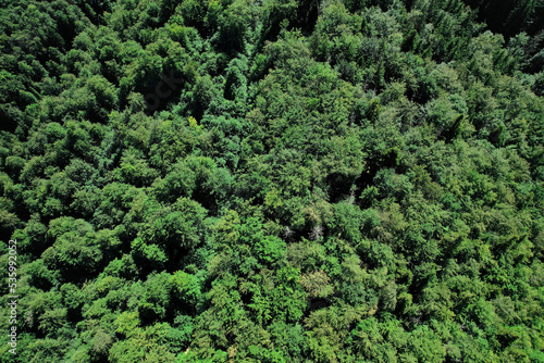 Top aerial view of a densely packed forest canopy under sunny light