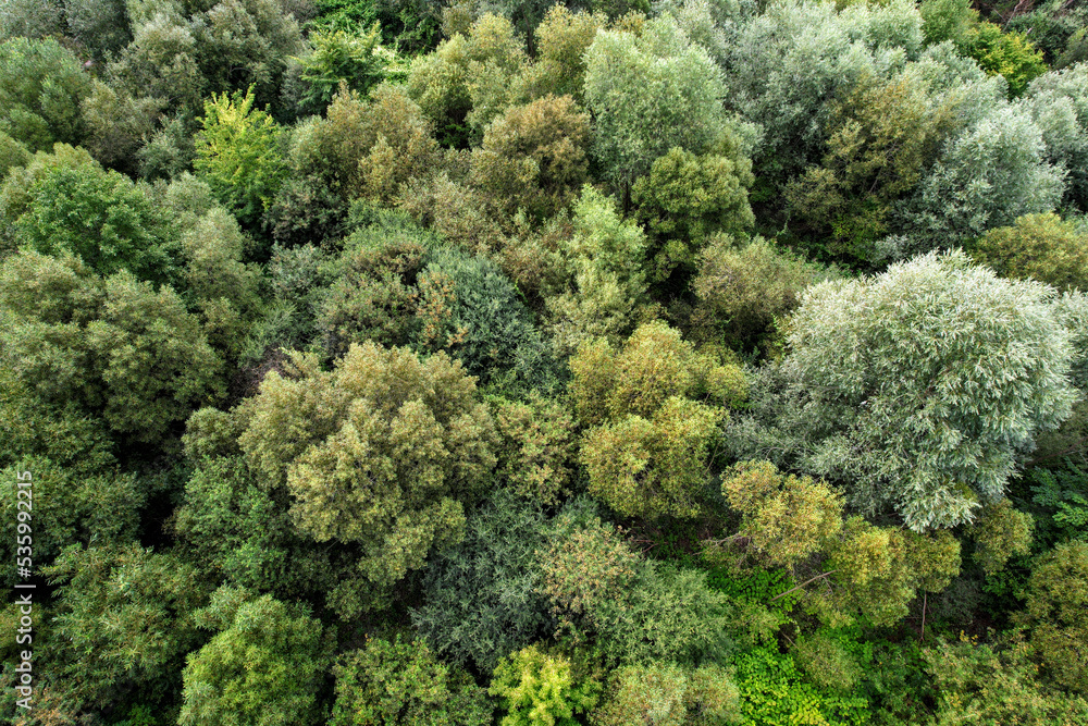 Aerial top view of a thick, green forest canopy on a summer day