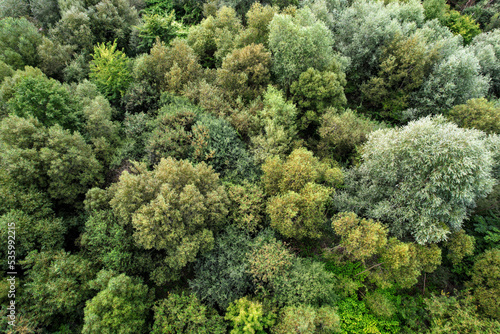Aerial top view of a thick, green forest canopy on a summer day © Dana.S