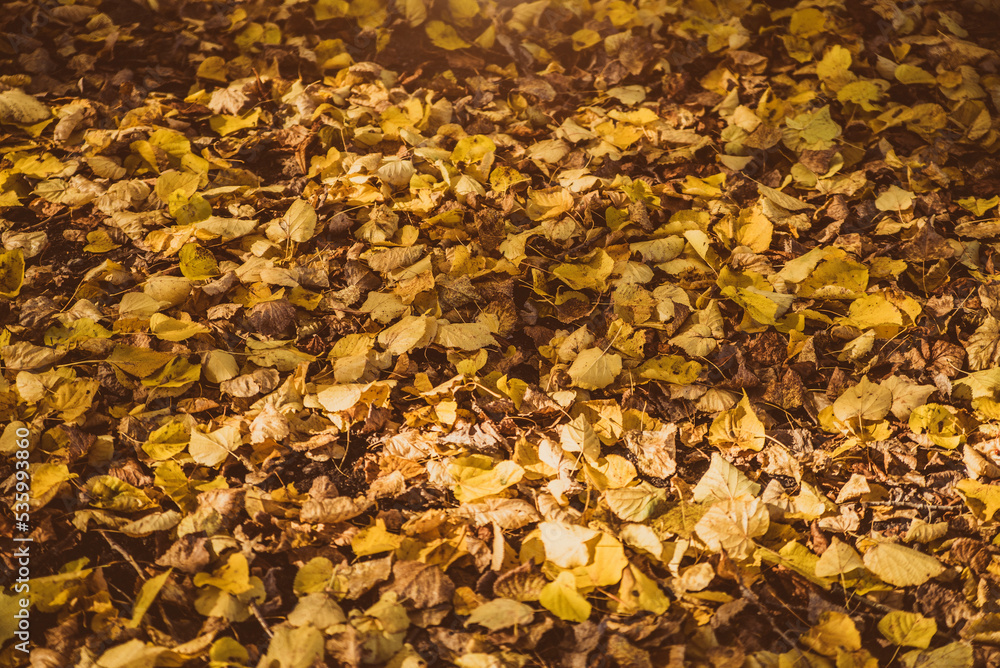 Autumn background- fallen leaves lying on the grass
Autumn background- fallen leaves lying on the grass