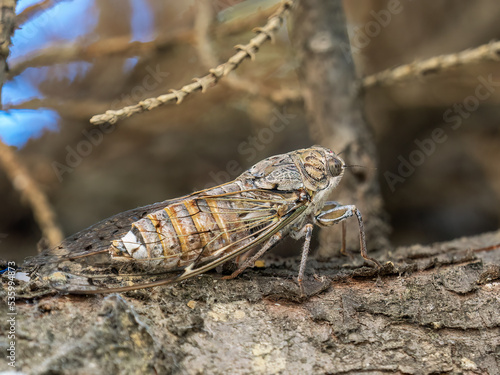 Cicada orni