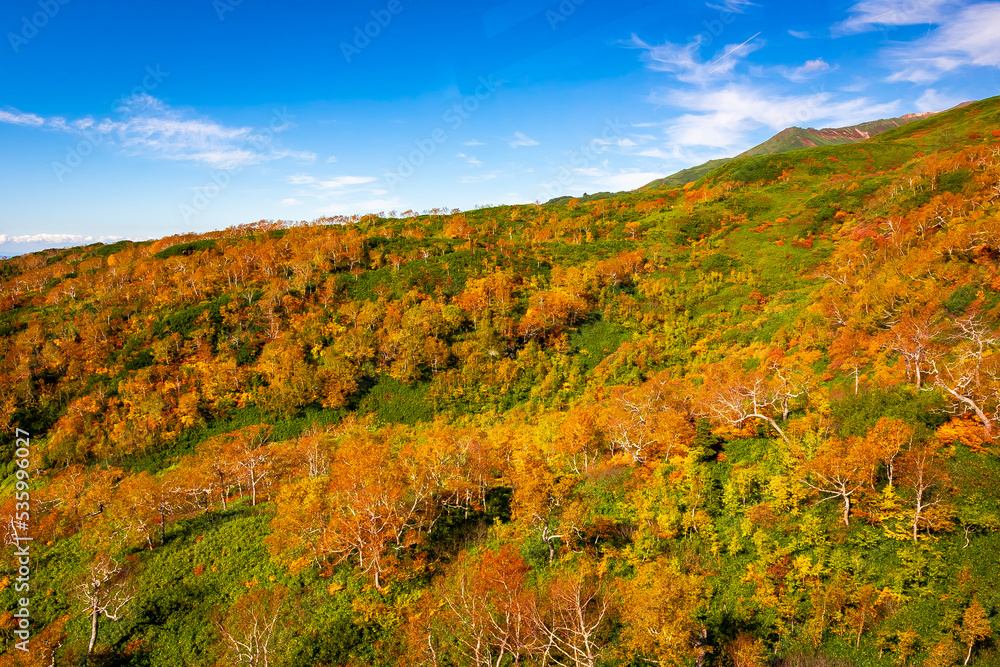 秋の北海道・大雪山の旭岳ロープウェイから見た、眼下に広がる色鮮やかな紅葉と快晴の青空