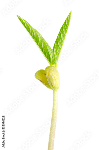 Mung bean seedling with two cotyledons and first true leaves. The hypocotyl, embryonic shoot of the dicotyledon plantlet Vigna radiata. Close up, from above, isolated on white background. Macro photo.