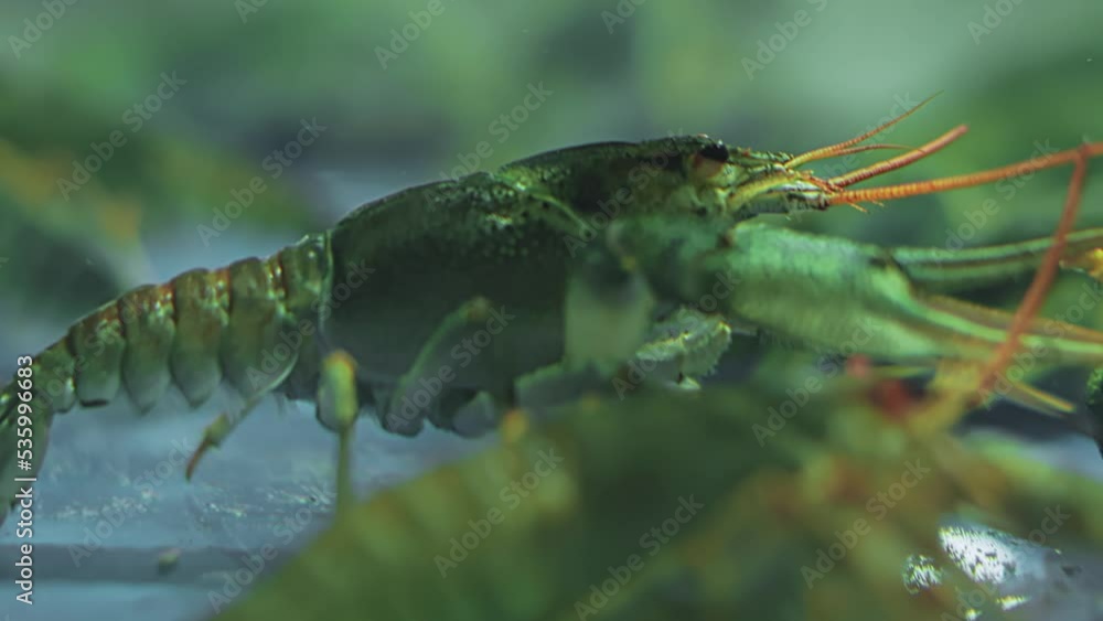 Seafood on sale. Green live crayfish crawl on bottom of aquarium in store. Sea marine products in shopping mall centre. Supermarket. Close up macro Seafood on sale. Green live crayfish crawl on bottom of aquarium in store. Sea marine products in shopping mall centre. Supermarket. Close up macro