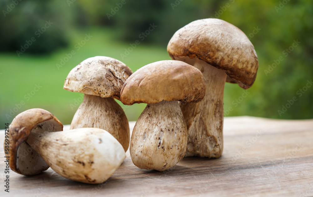 boletus edulis mushrooms on wooden board with natural background boletus edulis mushrooms on wooden board with natural background