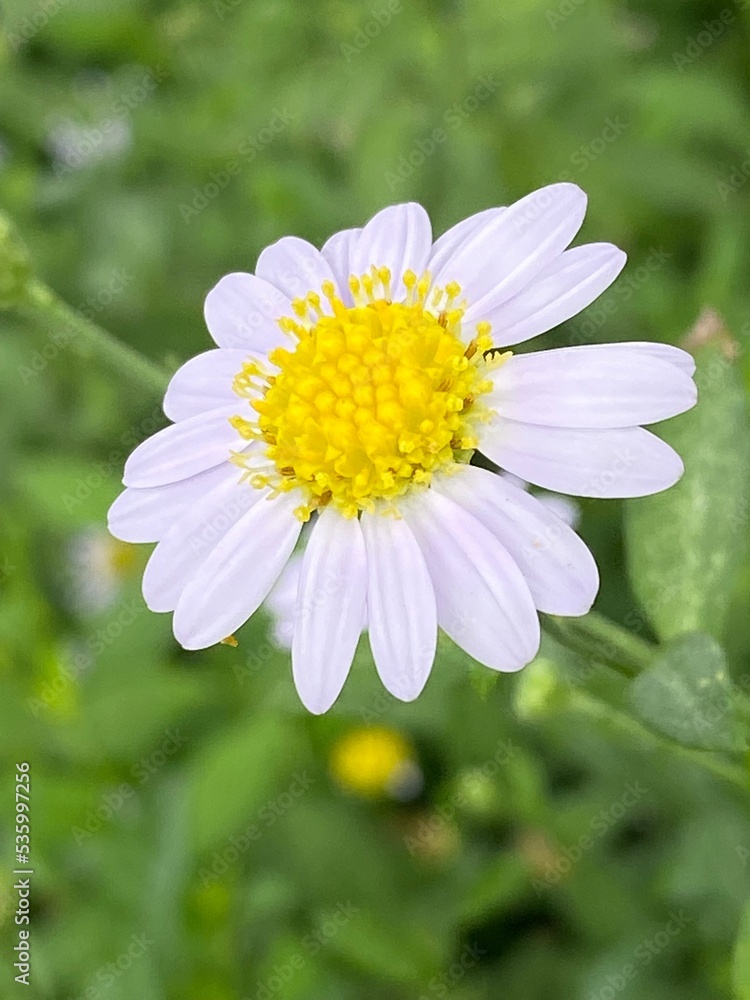 Obraz premium daisy in the garden