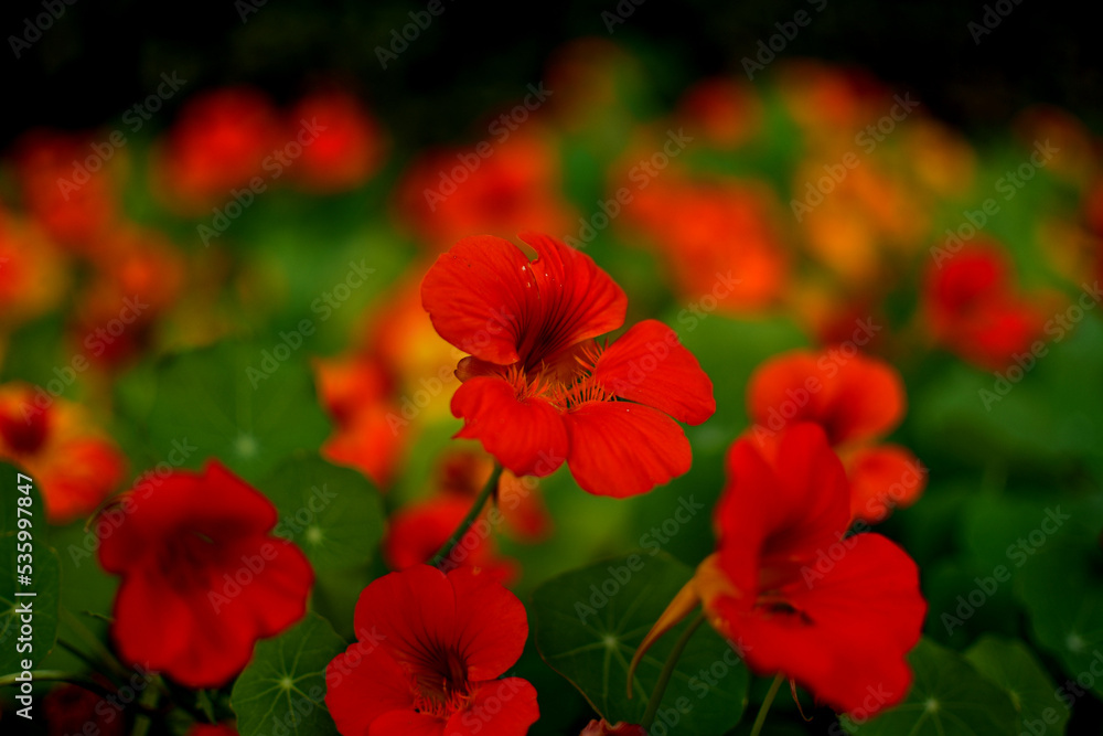 Nasturtium Nasturtium