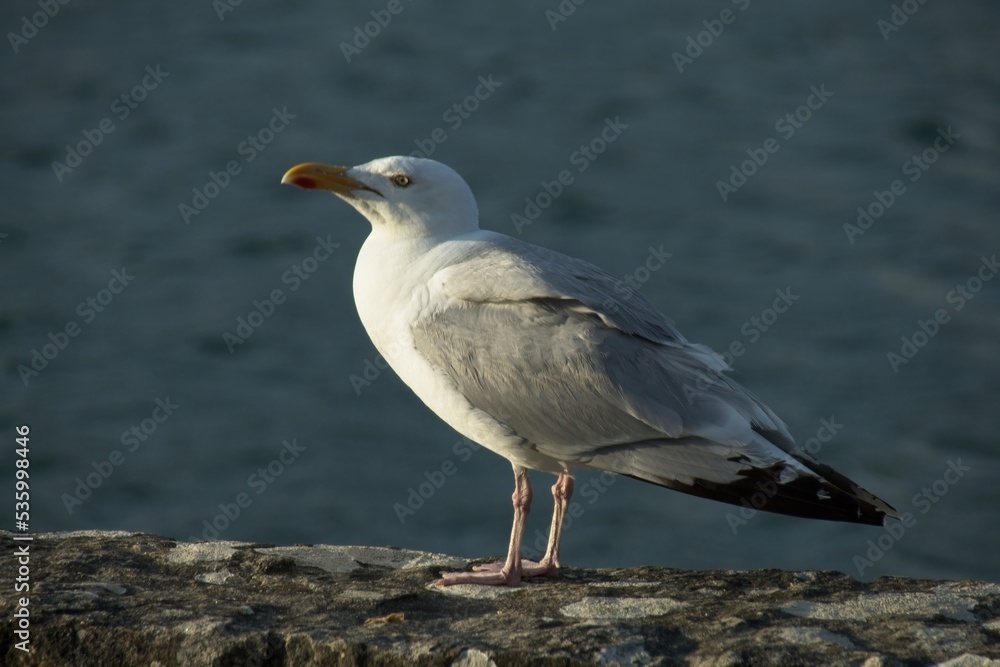 Obraz premium seagull on the rocks