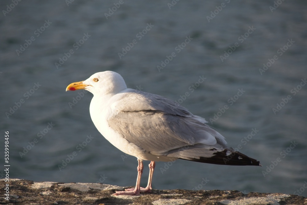 seagull on the rocks seagull on the rocks