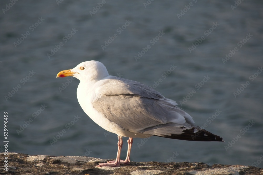 seagull on the rocks