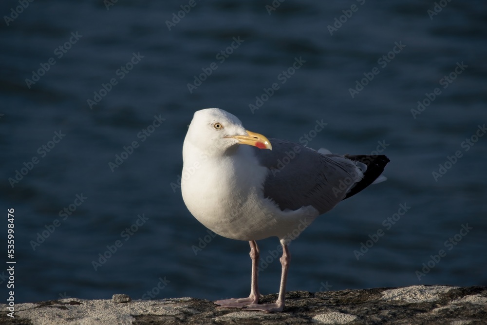 seagull on the rocks seagull on the rocks