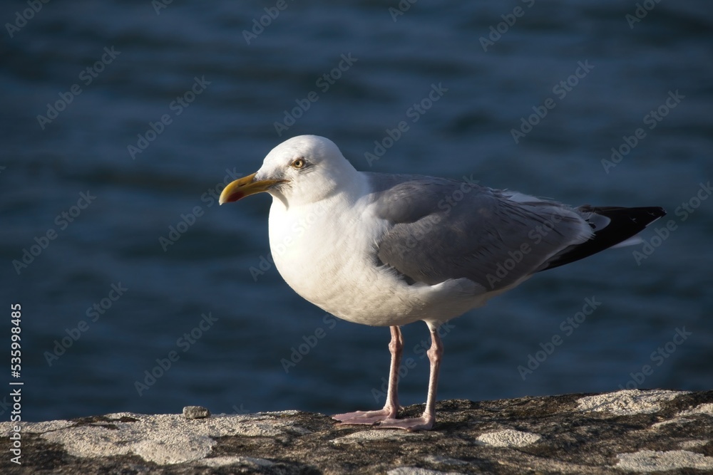 seagull on the rocks seagull on the rocks