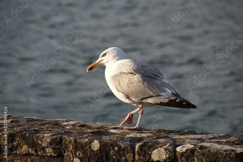 seagull on the rocks