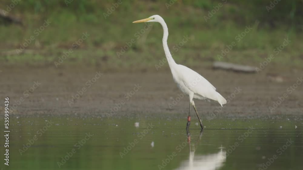 A Greate Egret walking through water hunting for fish A Greate Egret walking through water hunting for fish