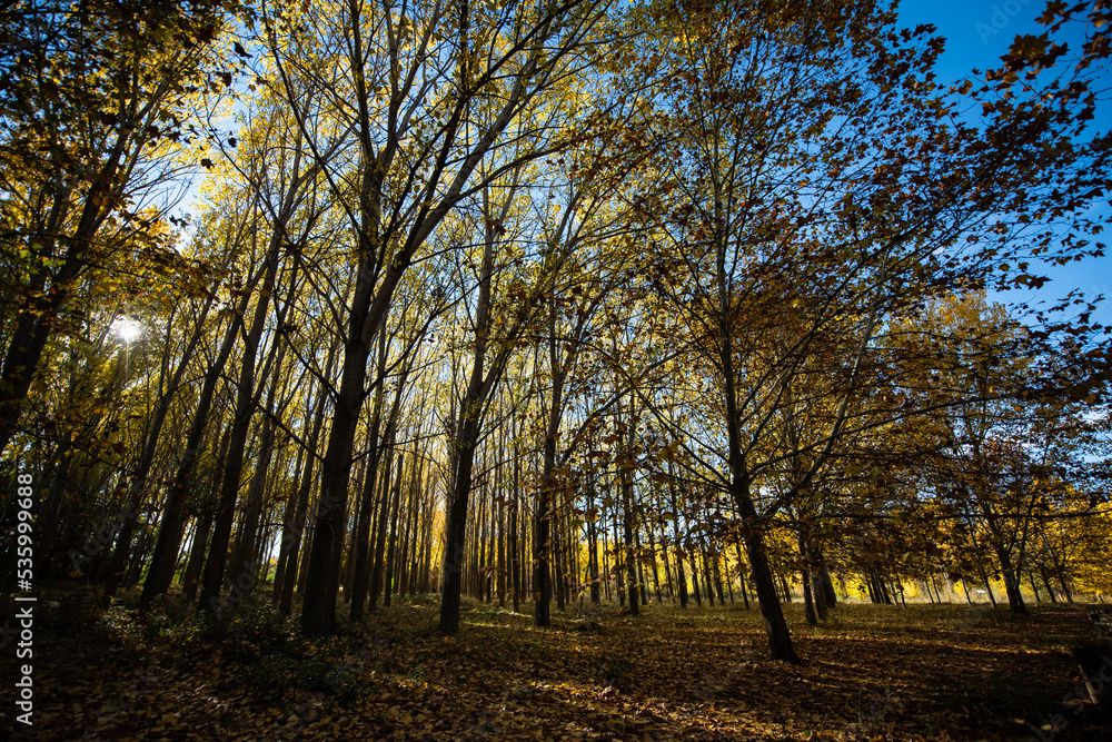 Fototapeta premium a year with an incredible autumn