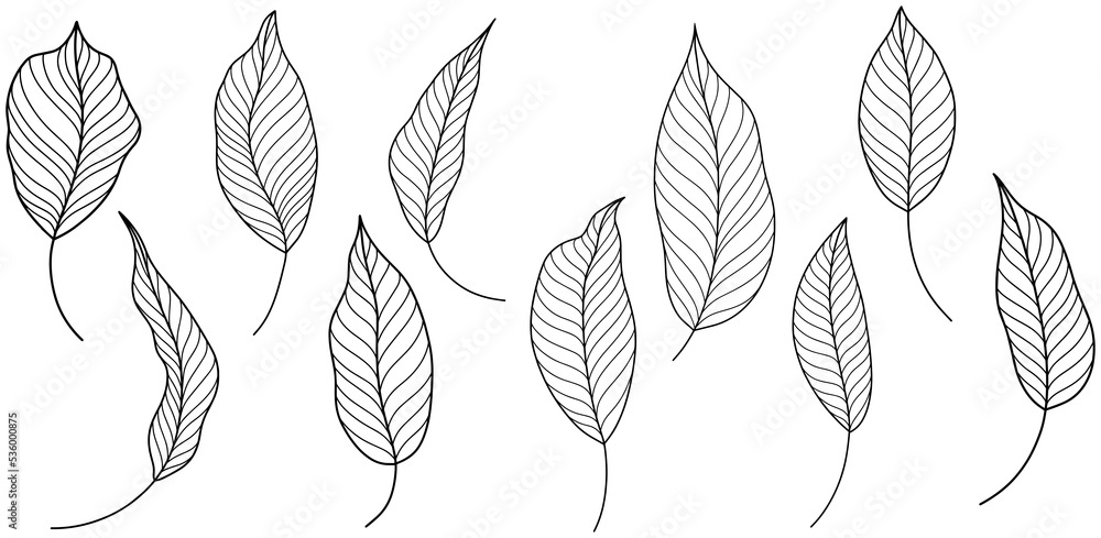 Rose leaves isolated on white. Hand drawn line png illustration Rose leaves isolated on white. Hand drawn line png illustration