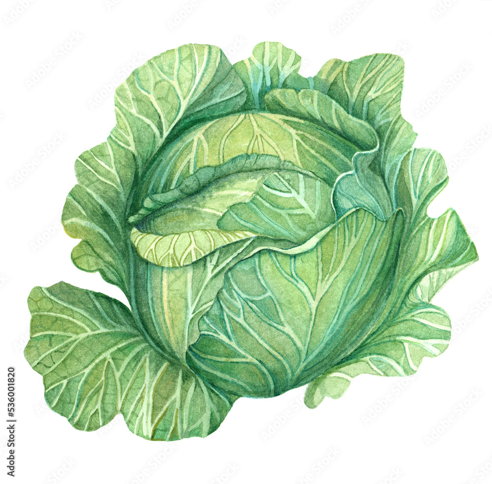 Obraz premium watercolor image of white cabbage on a transparent background