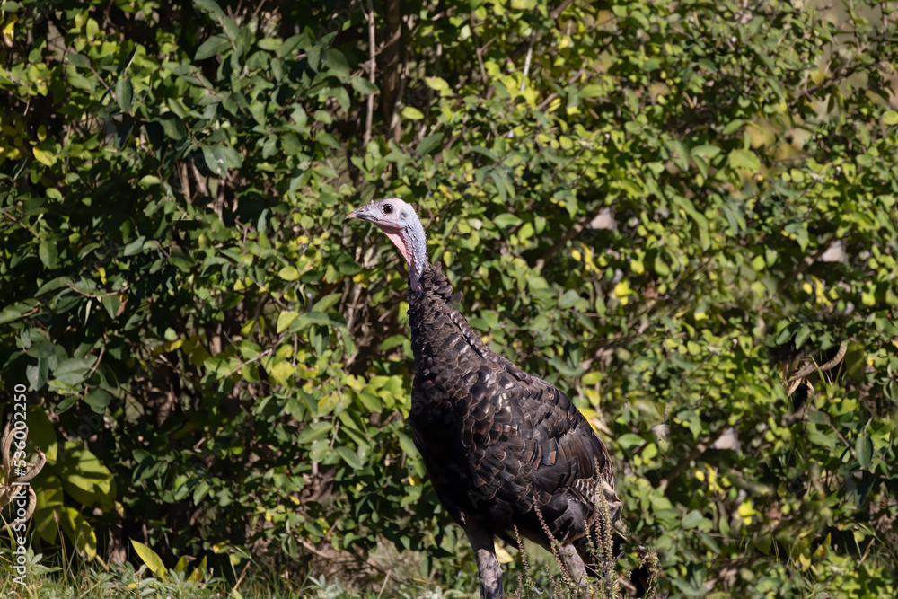 Fototapeta premium The wild turkey (Meleagris gallopavo) in the meadow.