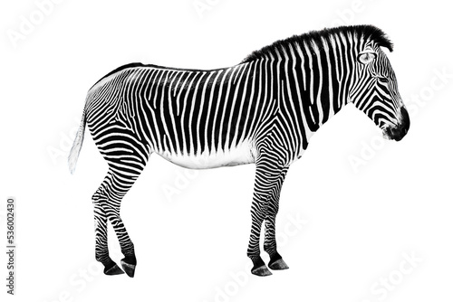 Side view of a zebra isolated on transparent background