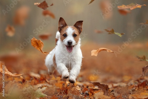Beautiful dog jack russell terrier runs. dog in autumn leaves