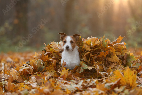 Beautiful dog jack russell terrier in autumn leaves