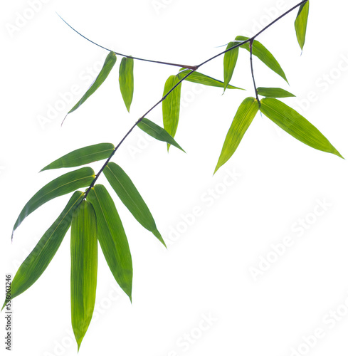 Fotografie, Tablou Green bamboo leaves on isolated white background.