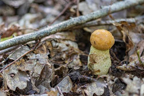 mushrooms in the forest