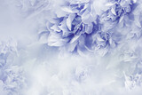 Peonies  blue  flowers.  Floral  background.   Flowers and petals.  Nature.