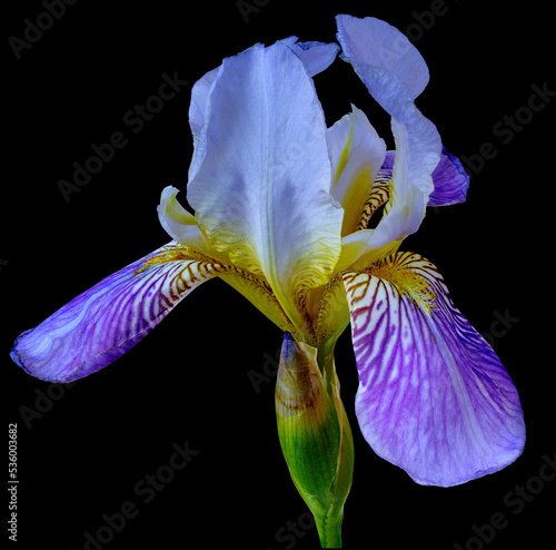 Purple-blue iris flower on black isolated background with clipping path. Closeup. For design. Nature.