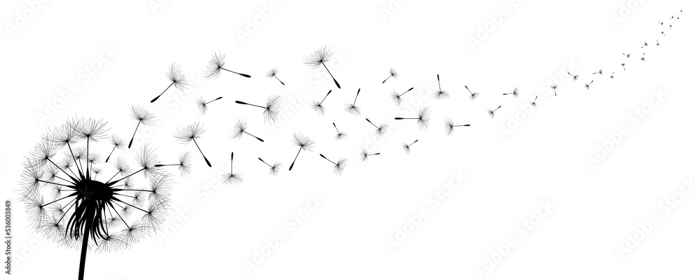 Vector illustration dandelion time. Black Dandelion seeds blowing in the wind. The wind inflates a dandelion isolated on white background.