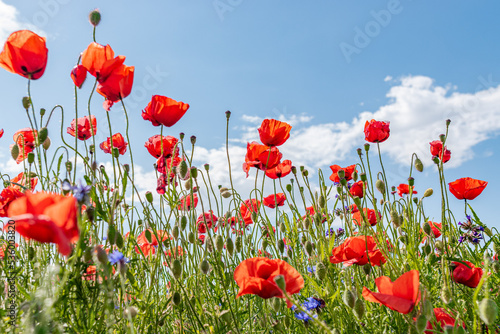 poppy field with blue sky, spring field with flowers, spring feeling, flowery meadow