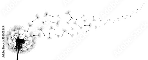 Fototapeta Naklejka Na Ścianę i Meble -  Vector illustration dandelion time. Black Dandelion seeds blowing in the wind. The wind inflates a dandelion isolated on white background.