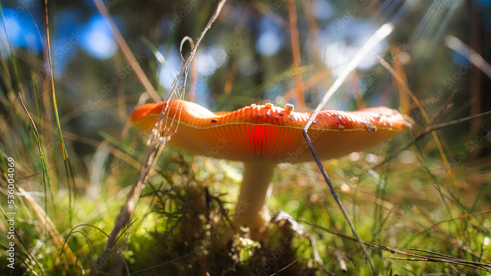 Toadstool, blurry and dreamy, in the grass in the forest. Poisonous mushroom.