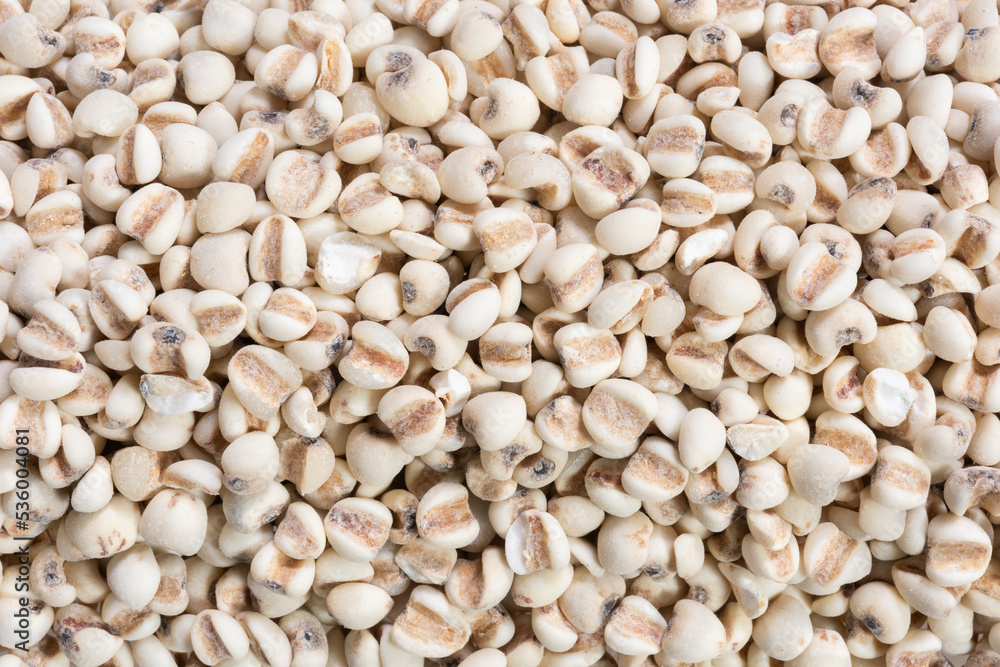 Coix lacryma-jobi : Close-up shot of coix seeds nourishing food for the elderly. on white background. Coix lacryma-jobi : Close-up shot of coix seeds nourishing food for the elderly. on white background.