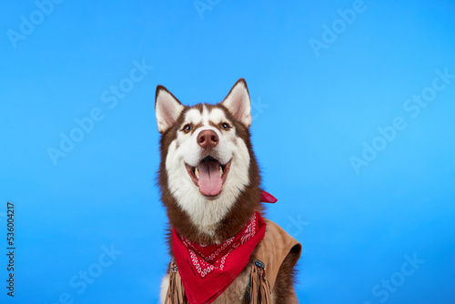 Cute Siberian husky breed dog in a cowboy hat on a blue background. A dog in cowboy clothes smiles and looks at the camera. Halloween.