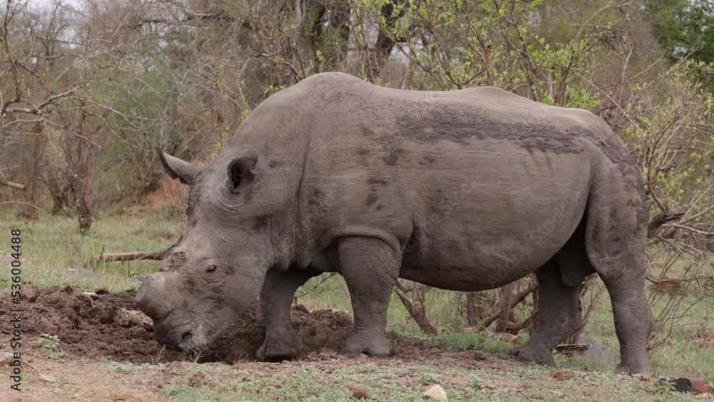 White rhino bull using his midden close up White rhino bull using his midden close up