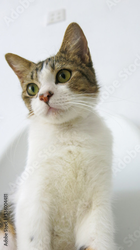 curious face of a cute cat on white background 