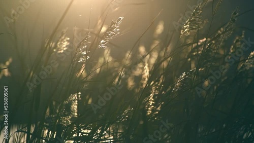 Reeds on the shore of the lake at sunset swaying in the light wind. Beautiful autumn landscape. Abstract nature background. Shalow depth of field
 photo