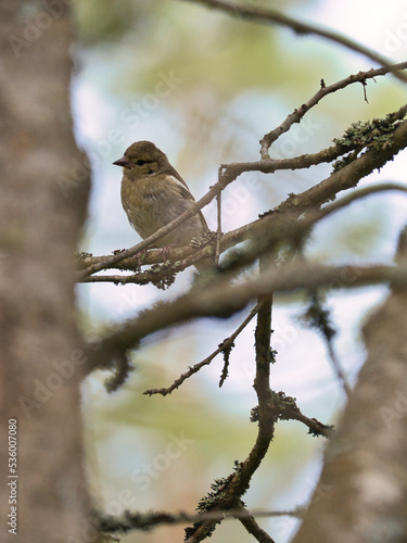 Chaffinch young on a branch in the forest. Brown, gray, green plumage. Songbird