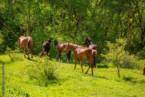 A herd of horses graze in the meadow in summer and spring, the concept of cattle breeding, with space for text.