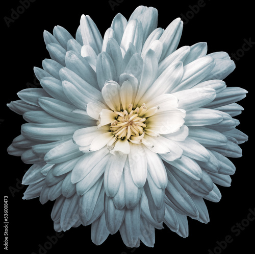 White-gray  chrysanthemum.  Flower on black isolated background with clipping path.  For design.  Closeup.  Nature.