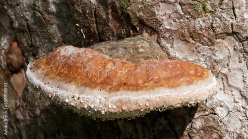 Ganoderma adspersum | Ganoderme d'Europe ou Ganoderme parsemé, champignon à croute brune ondulée de forme semi-circulaire sur un tronc de conifère photo